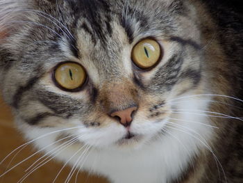 Close-up portrait of cat