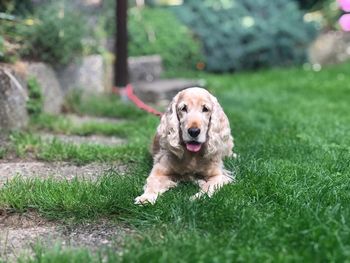 Portrait of dog relaxing on grass