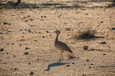 Bird on sand