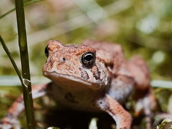 Close-up of a frog