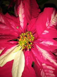 High angle view of pink flowering plant