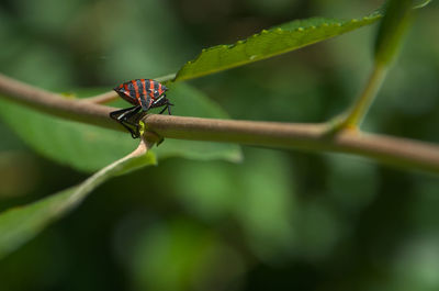 Close-up of insect on plant