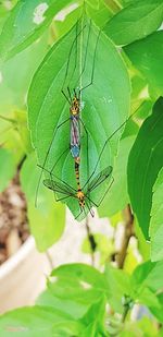 Close-up of insect on leaf