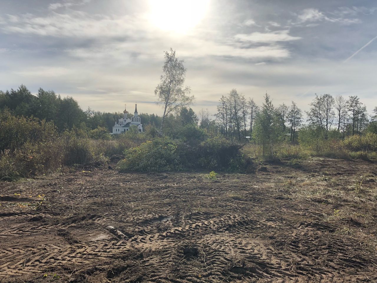 PLANTS GROWING ON LAND