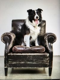 Portrait of dog sitting on seat