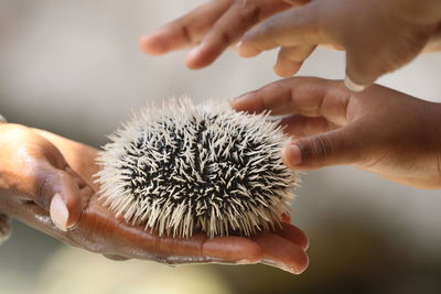 Close-up of hand holding sea urchin