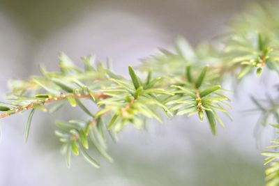 Close-up of fresh plant