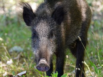 Close-up portrait of pig standing on field
