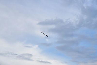 Low angle view of bird flying in sky