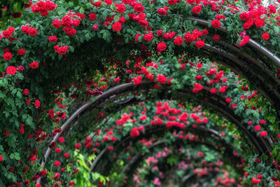 Close-up of pink flowering plants in garden