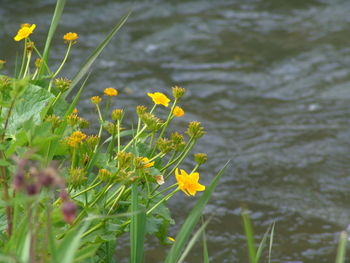 Close-up of yellow flowers