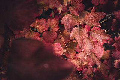 Background from red leaves. different shades of red. autumn foliage. predominant red.