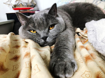 Close-up portrait of a cat at home