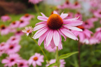 Close-up of pink flower