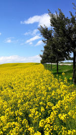 Scenic view of oilseed rape field against sky