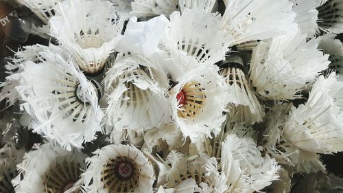 High angle view of insect on white flowers