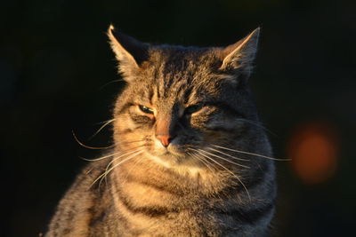 Sunlight at sunset on a scottish wildcat