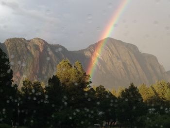 Rainbow over trees