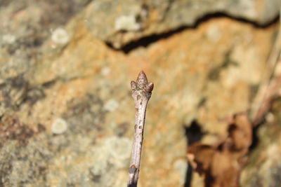 Close-up of lichen growing on rock