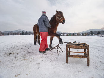 Farm staff prepare horse for hooves clearing by backsmith. regular horse farm care.