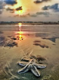 Close-up of starfish on beach during sunset