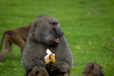 View of monkey eating food on field