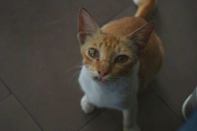 Close-up portrait of ginger cat sitting