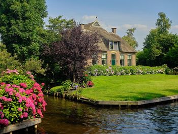 Purple flowering plants by lake in garden