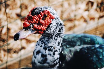 Close-up of a bird