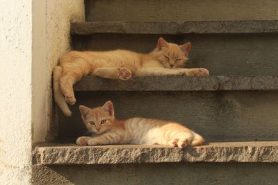 Portrait of cats lying on wall