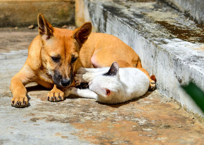 Close-up dog and cat lying on footpath