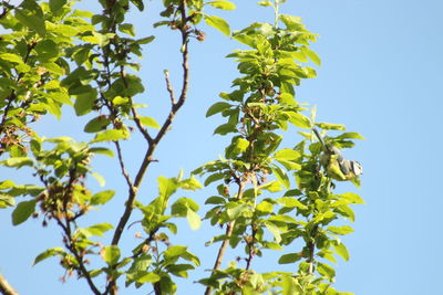 Low angle view of tree against clear sky