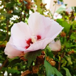 Close-up of white hibiscus blooming outdoors