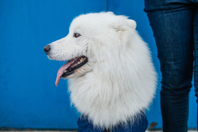 Close-up of dog looking away