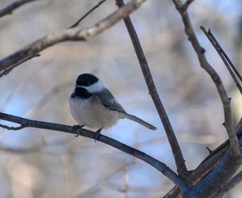 Close-up of bird perching on branch