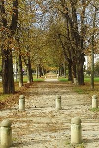 Trees in autumn