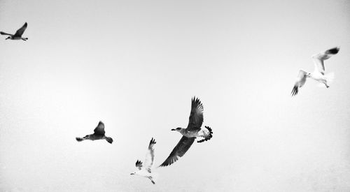 Low angle view of seagulls flying against clear sky