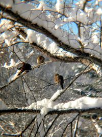 Close-up of bird on branch during winter