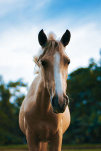 Portrait of horse