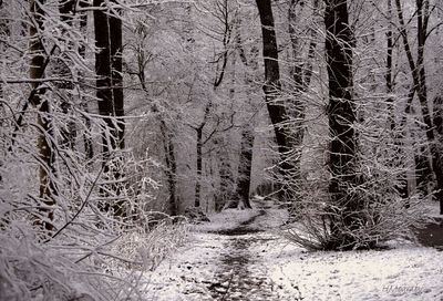 Snow covered trees in winter