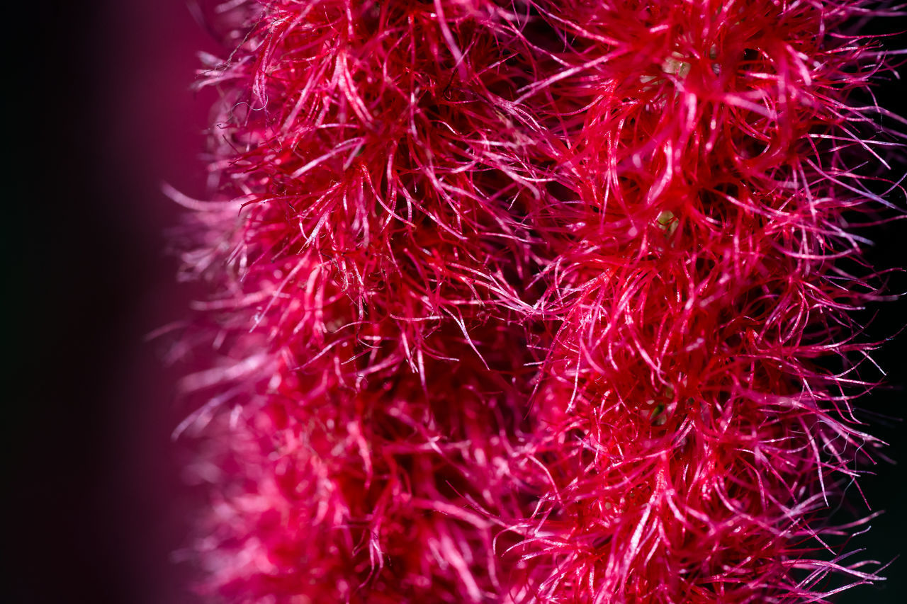 CLOSE-UP OF PINK ROSE