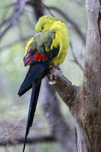 Close-up of parrot perching on tree