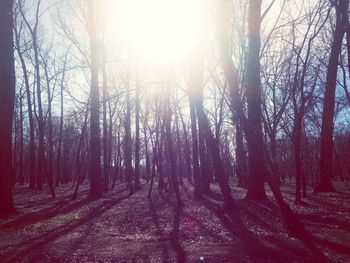 Sun shining through trees in forest