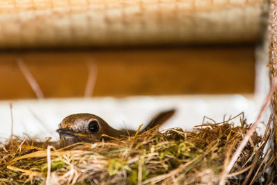 Close-up of bird