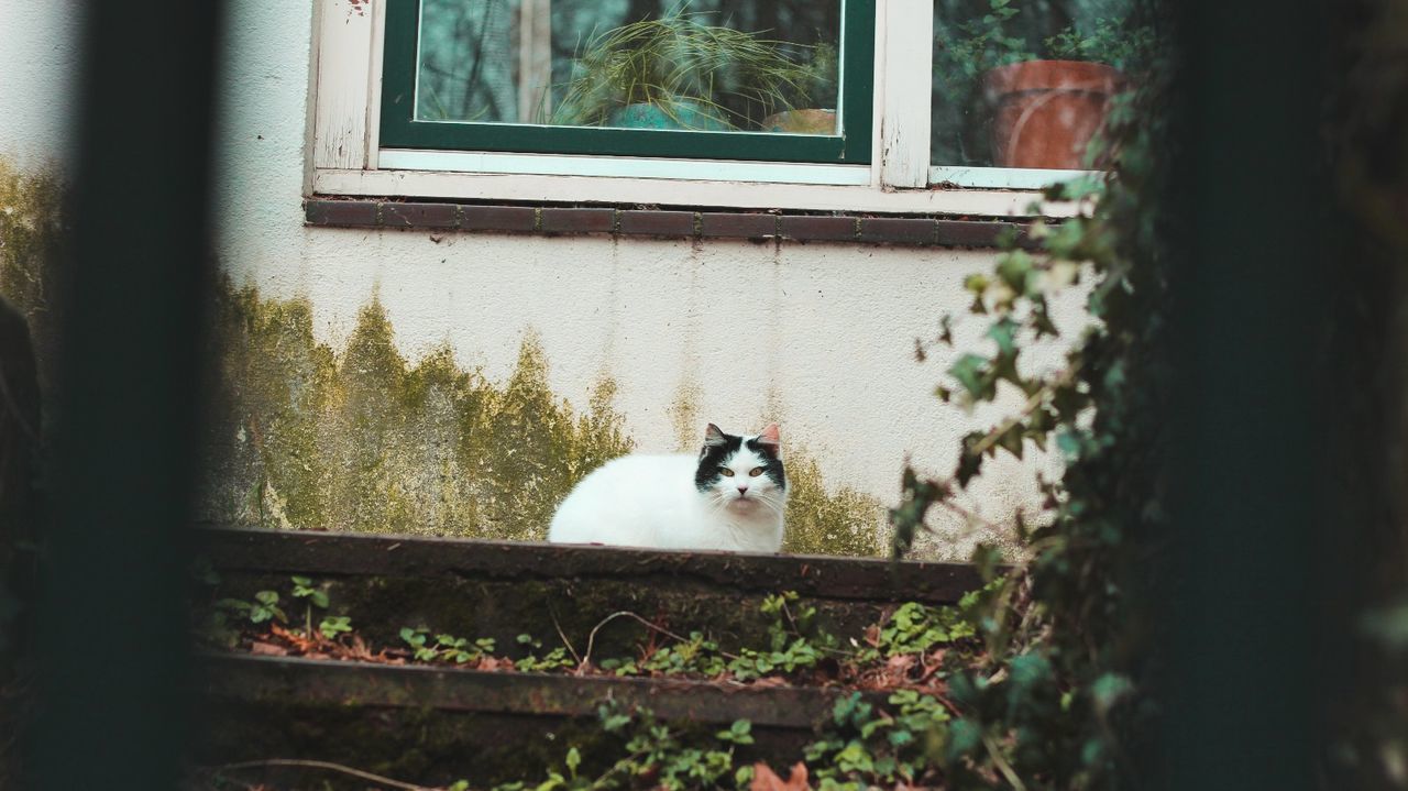 CAT LOOKING THROUGH WINDOW