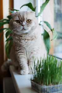 Cute scottish fold cat sitting near catnip or cat grass grown from barley, oat, wheat or rye seeds