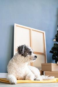 Happy new year, christmas. cute mixed breed dog lying next to the christmas tree at home