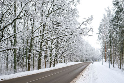 Road amidst bare trees