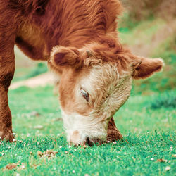 Beautiful brown cow portrait in the meadow