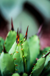 Close-up of succulent plant growing outdoors